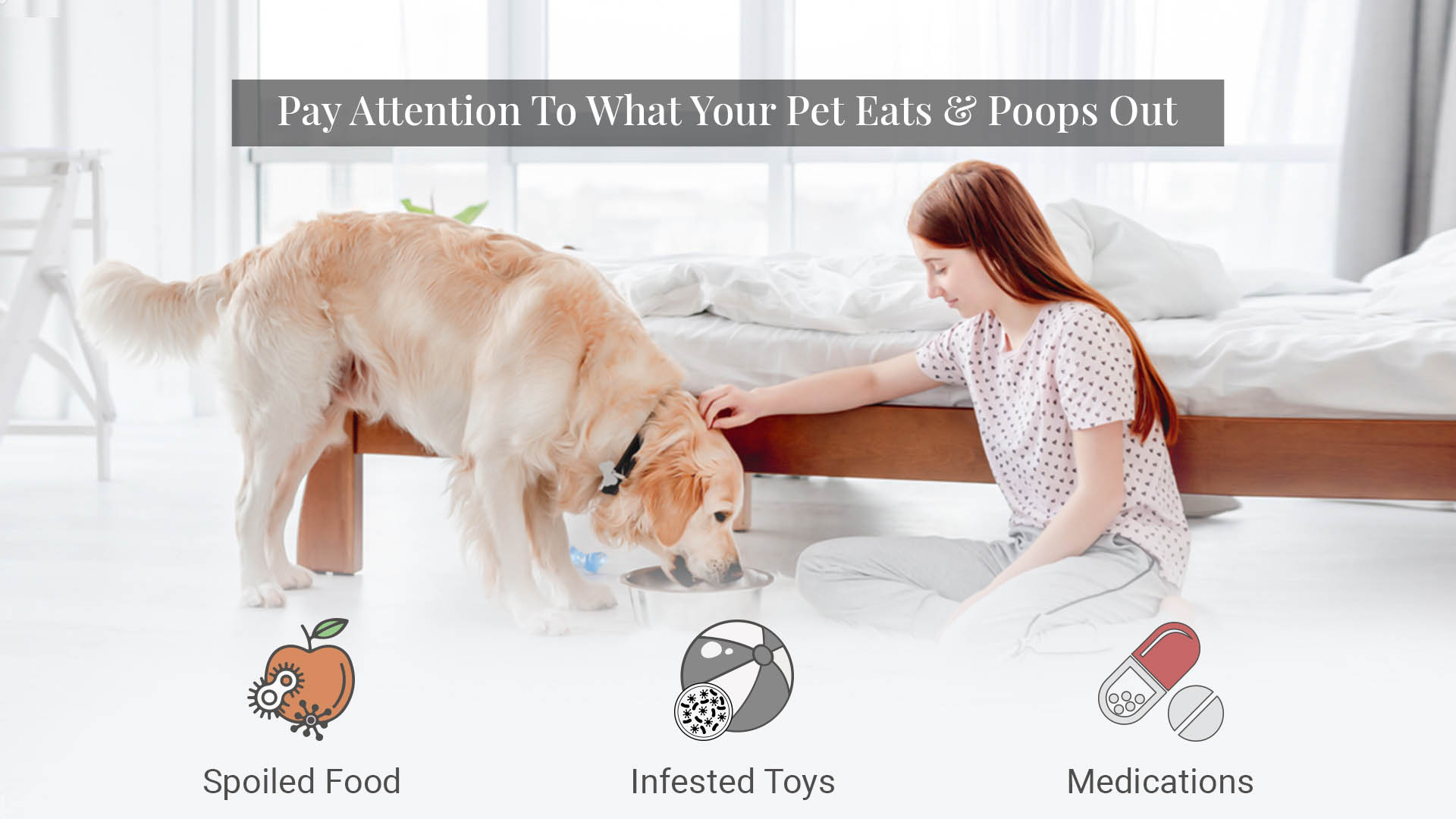 How to keep your bed clean with online dogs